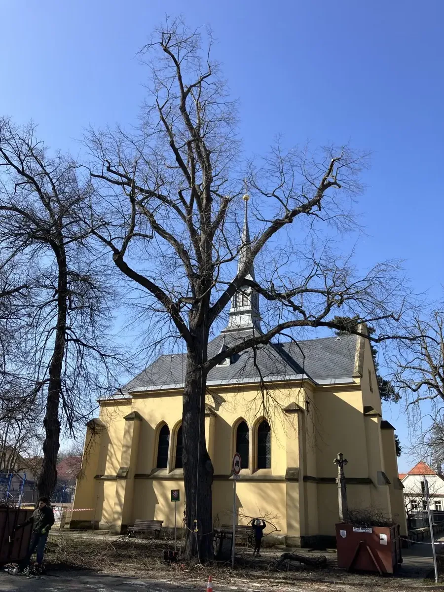 Péče o vzrostlé lípy - Lázně Toušeň - foto 3